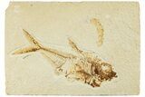 Fossil Fish (Diplomystus) - Green River Formation #233101-1